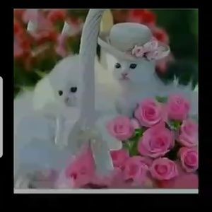 Meet your Posher, Eva